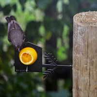 Bird Feeder